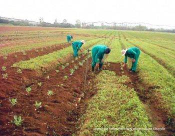 Ginger Farmers Positively Benefited From Aid Provided By The Federal Government Through Nadf.