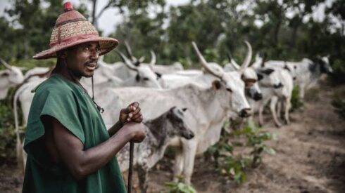 In plateau 37 Cattle Killed in Rampant Attacks: Tensions Rise as Pastoralists Suffer Repeated Assaults
