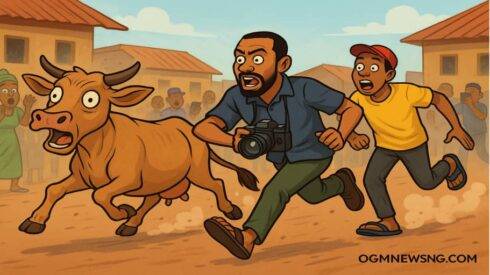 Folastag and Him Assistant Chase Mad Cow for Ijebu Ode — Crazy Chase Weh Shock Everybody