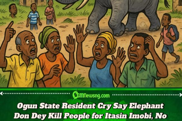 Ogun State Resident Cry Say Elephant Don Turn Human Hunter for Itasin Imobi, Pipu Still Dey Suffer Bad Road, No Light & Costly School Transport