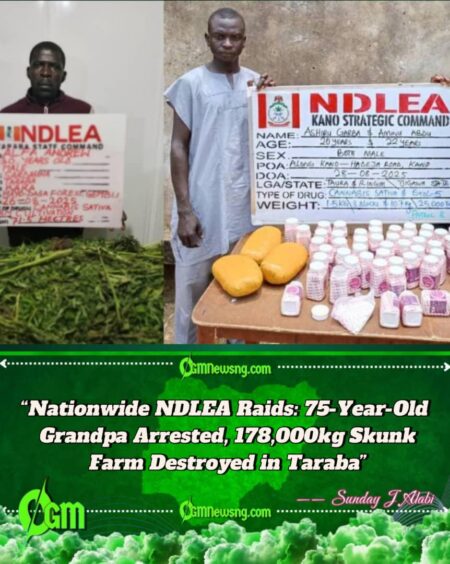 NDLEA Destroys 178,750kg Cannabis in Taraba Forest as 75-Year-Old Grandfather Among Suspects Arrested Nationwide