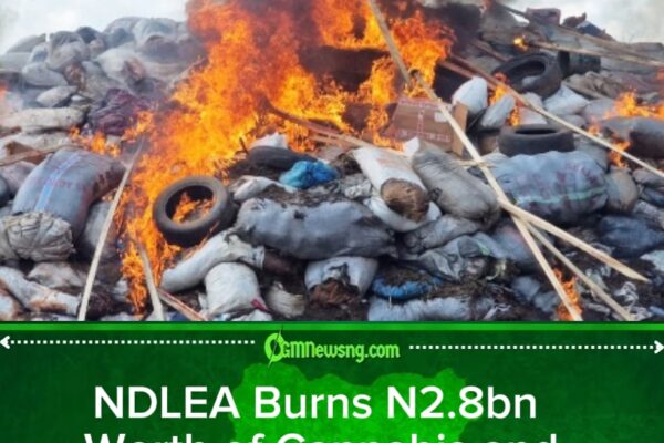 NDLEA and Cannabis: N2.8bn Drug Inferno Sends Shockwave Through Edo’s Underworld