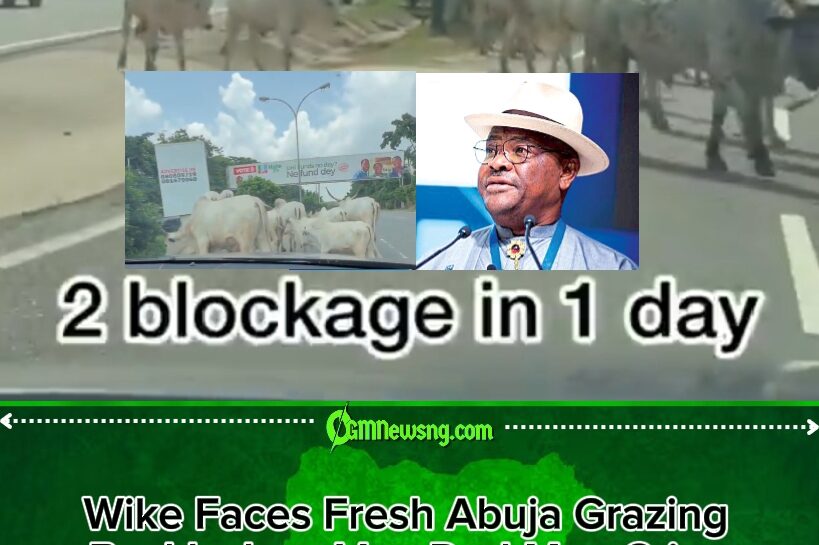 Wike Under Fire as VeryDarkMan Says: “Look at What They Have Turned Abuja Into, Cows Everywhere!”