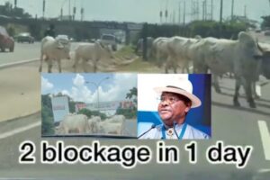 Wike Under Fire as VeryDarkMan Says: “Look at What They Have Turned Abuja Into, Cows Everywhere!”