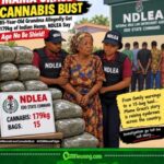 Mama Grace Cannabis Bust: 85-Year-Old Grandma Allegedly Get 179kg of Indian Hemp, NDLEA Say Age No Be Shield